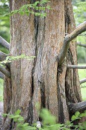 E3：送信员模拟器《Lake》新预告 9月1日发售